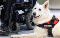 Understanding the Difference Between Service Animals and Emotional Support Animals in the Workplace